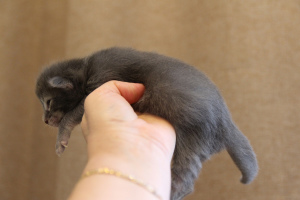 Additional photos: Kennel Good LodMein offers kittens of the breed MAIN KUN of different ages
