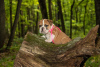 Photo №2 to announcement № 11592 for the sale of english bulldog - buy in Russian Federation private announcement