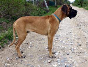 Photo №1. great dane - for sale in the city of Moscow | 8058$ | Announcement № 2155