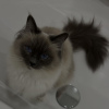 Photo №2 to announcement № 109758 for the sale of birman - buy in Germany private announcement