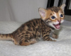 Photo №3. Amazing bengal kittens for sale. Finland