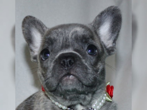 Additional photos: 4 energetic males with a big heart and 4 females in the colors Blue brindle,