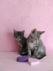 Additional photos: Kittens Almazik and Topazik are looking for a home!