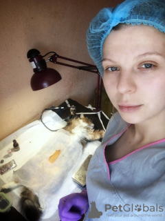 Photo №1. Veterinarian Services in the city of Kharkov. Price - 15$. Announcement № 7399