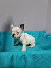 Photo №4. I will sell french bulldog in the city of Belgrade. private announcement - price - negotiated