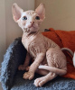 Photo №1. sphynx-katze - for sale in the city of Miami | 420$ | Announcement № 84373