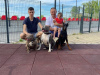 Photo №3. American Bully Pocket Champagne Woman. Serbia