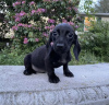 Photo №2 to announcement № 50810 for the sale of dachshund - buy in United States private announcement