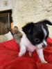 Photo №2 to announcement № 127151 for the sale of chihuahua - buy in Germany private announcement