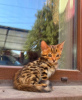 Photo №3. Wonderful Bengal kittens. Kazakhstan