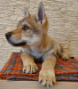 Photo №1. czechoslovakian wolfdog - for sale in the city of Soligorsk | 1075$ | Announcement № 37343