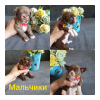 Photo №2 to announcement № 51684 for the sale of chihuahua - buy in Russian Federation private announcement