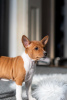 Additional photos: Basenji puppies for sale