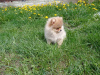 Photo №2 to announcement № 51926 for the sale of pomeranian - buy in Czech Republic breeder