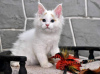 Photo №2 to announcement № 65086 for the sale of ragdoll - buy in Greece private announcement