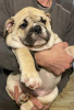 Additional photos: English bulldog