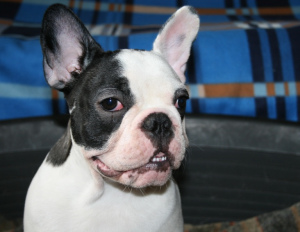 Photo №3. Sale. French Bulldog.. Russian Federation