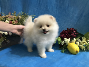 Photo №4. I will sell pomeranian in the city of Москва. breeder - price - 648$