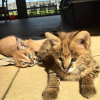 Photo №3. serval,caracal,savannah. Australia