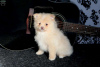 Photo №1. pomeranian - for sale in the city of Emden | negotiated | Announcement № 44778