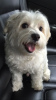 Photo №2 to announcement № 46288 for the sale of maltese dog - buy in United States private announcement