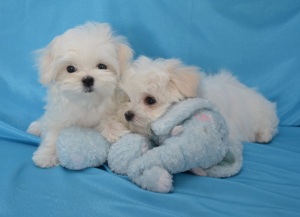Additional photos: Maltese puppy
