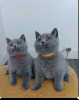 Photo №1. british shorthair - for sale in the city of Афины | negotiated | Announcement № 109866