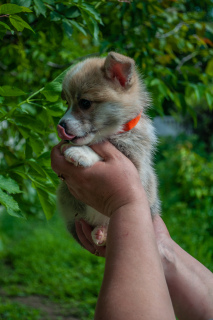 Photo №2 to announcement № 6911 for the sale of welsh corgi - buy in Ukraine breeder