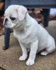 Photo №1. pug - for sale in the city of Springfield | 500$ | Announcement № 112085