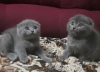 Photo №1. scottish fold - for sale in the city of Bremen | Is free | Announcement № 106723