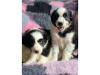 Photo №1. bearded collie - for sale in the city of Hendek | negotiated | Announcement № 10030