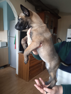 Photo №1. belgian shepherd - for sale in the city of Zaporizhia | 295$ | Announcement № 4568