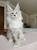 Photo №1. maine coon - for sale in the city of London | negotiated | Announcement № 125062