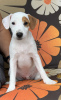 Photo №2 to announcement № 55079 for the sale of parson russell terrier - buy in Belarus from nursery, breeder