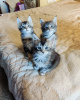 Photo №2 to announcement № 124572 for the sale of maine coon - buy in Cyprus 