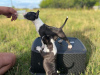 Additional photos: Miniature Bull Terrier FCI