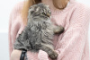 Additional photos: Kitten Manul in good hands