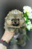 Photo №1. pomeranian - for sale in the city of Minsk | 264$ | Announcement № 103106