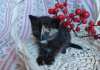 Photo №3. Wonderful kittens are urgently looking for foster care or a home. Belarus