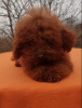 Photo №3. FCI Toy Poodle female poodle toy miniature poodle. Ukraine