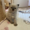 Additional photos: Ragdoll kitten