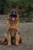 Photo №1. german shepherd - for sale in the city of Kiev | 2386$ | Announcement № 6496