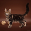 Photo №1. maine coon - for sale in the city of Novosibirsk | 651$ | Announcement № 48279