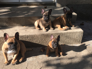 Photo №2 to announcement № 3665 for the sale of french bulldog - buy in Ukraine breeder