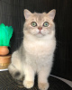 Photo №4. I will sell british shorthair in the city of Lviv. from nursery - price - 600$