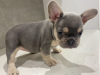 Photo №1. french bulldog - for sale in the city of Charjah | 591$ | Announcement № 13805
