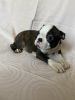 Photo №2 to announcement № 96524 for the sale of boston terrier - buy in Serbia 