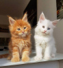 Photo №1. maine coon - for sale in the city of Антверпен | negotiated | Announcement № 75553