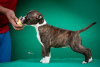 Additional photos: American Staffordshire Terrier