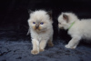 Photo №1. ragdoll - for sale in the city of Munich | 370$ | Announcement № 123479